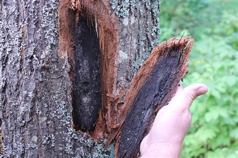 Oak wilt found in Canada for first time sparking concern disease could spread and kill trees